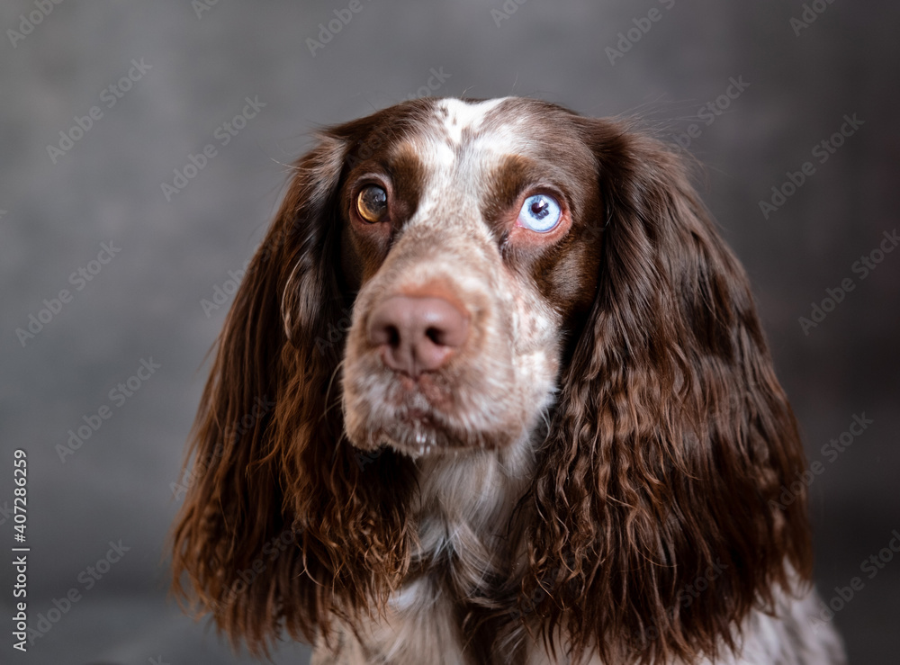 Chocolate young spaniel with different eyes on grey background looking at camera