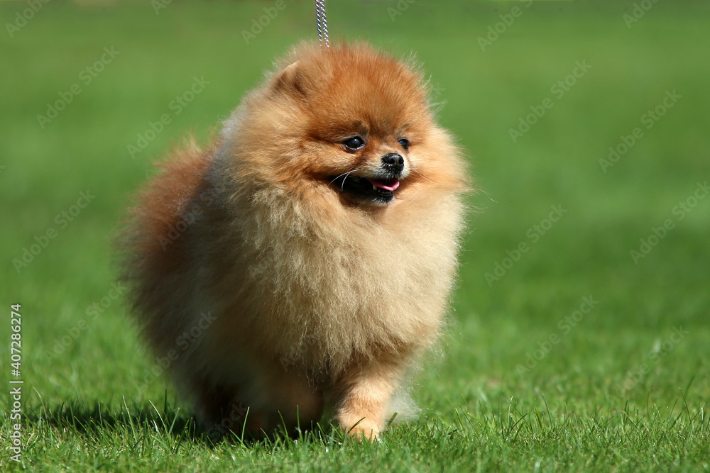 Pomeranian dog Pomeranian dog