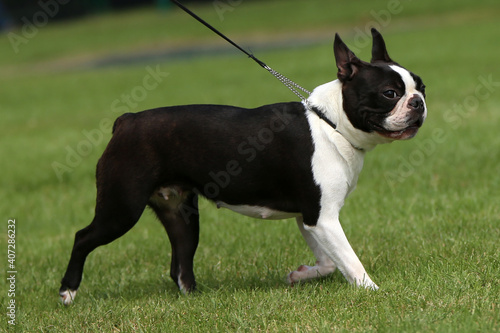 Boston Terrier