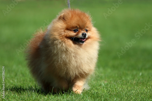 Fototapeta Naklejka Na Ścianę i Meble -  Pomeranian dog