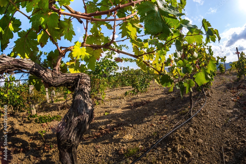 Fototapeta premium Vineyards