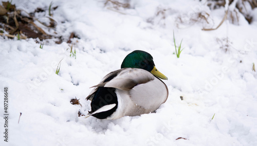 A beautiful drake lies in the snow, good winter day