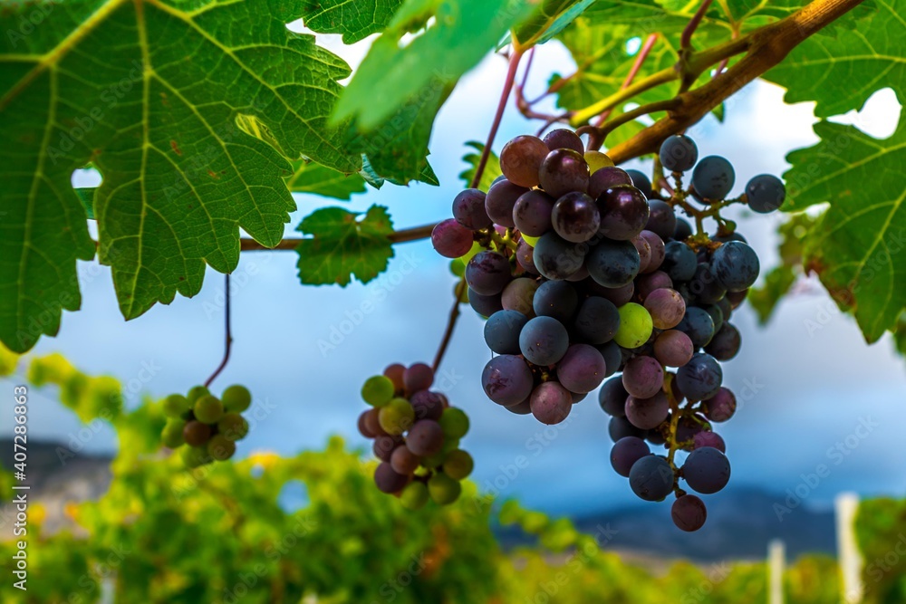 Fototapeta premium Vineyards