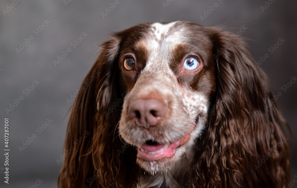 Smiling chocolate spaniel with different eyes on grey background Smiling chocolate spaniel with different eyes on grey background