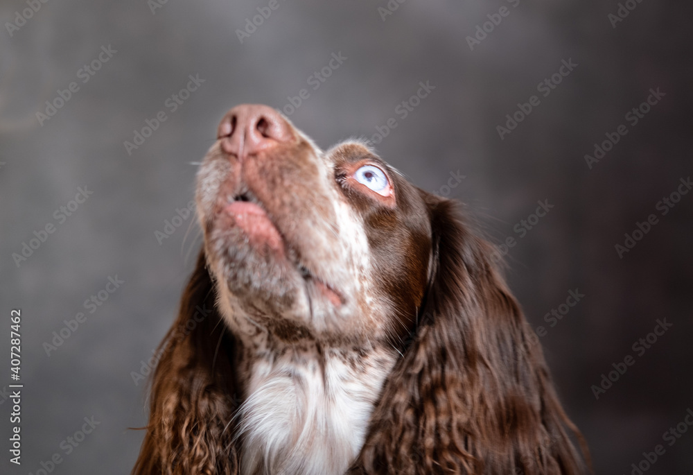 Young chocolate spaniel with blue eyes on grey background 