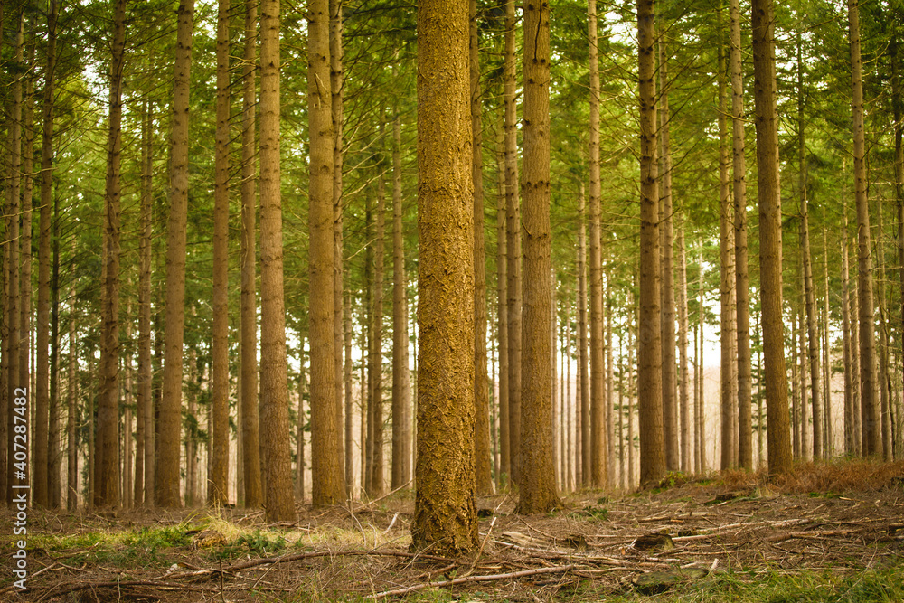 Fototapeta premium Forêt de pins sous un soleil d'automne