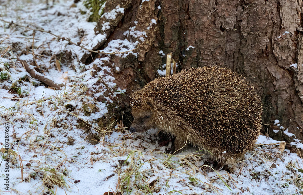 Igel im Schnee