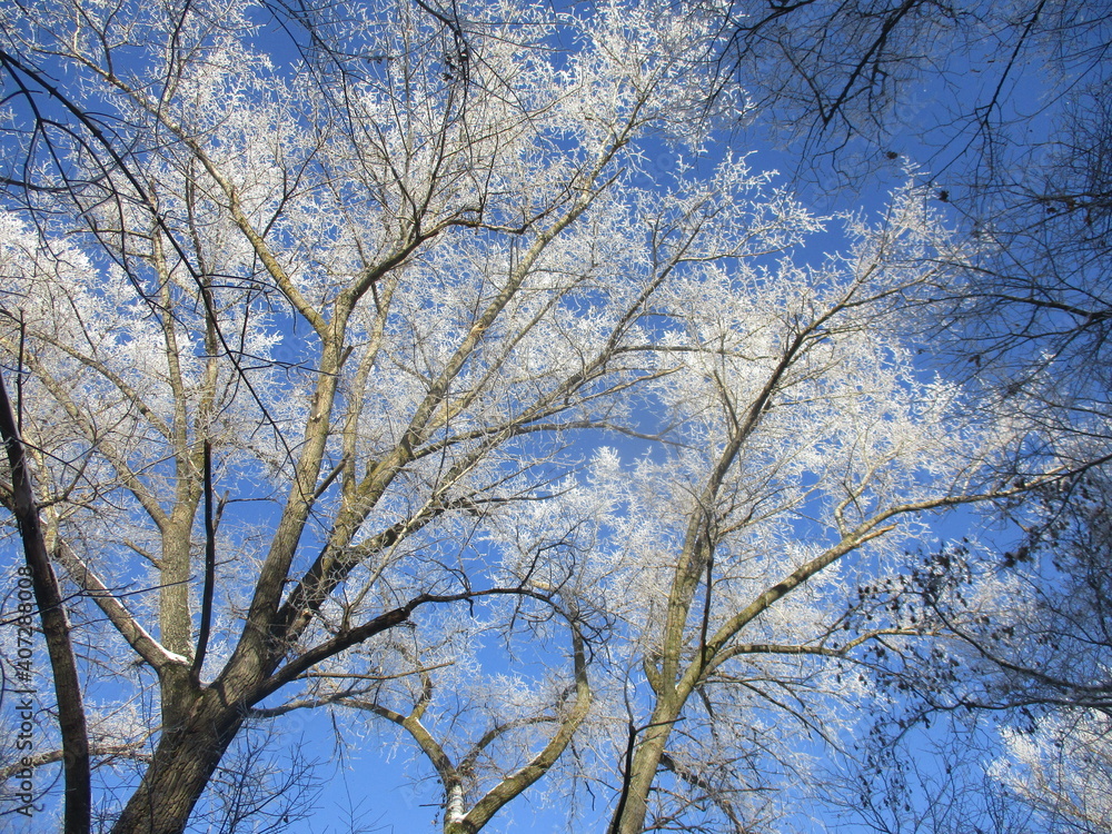 trees in the sky trees in the sky