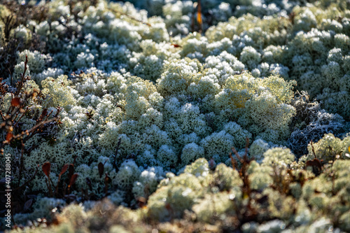 Moss and lichen in macro photography