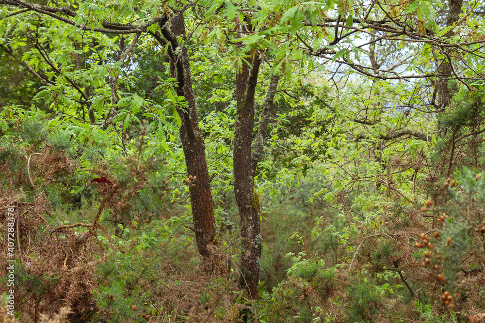 Green forest landscpae Green forest landscpae