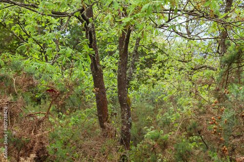 Green forest landscpae