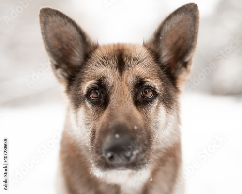 Older German Shepherd Dog Portrait in the Snow