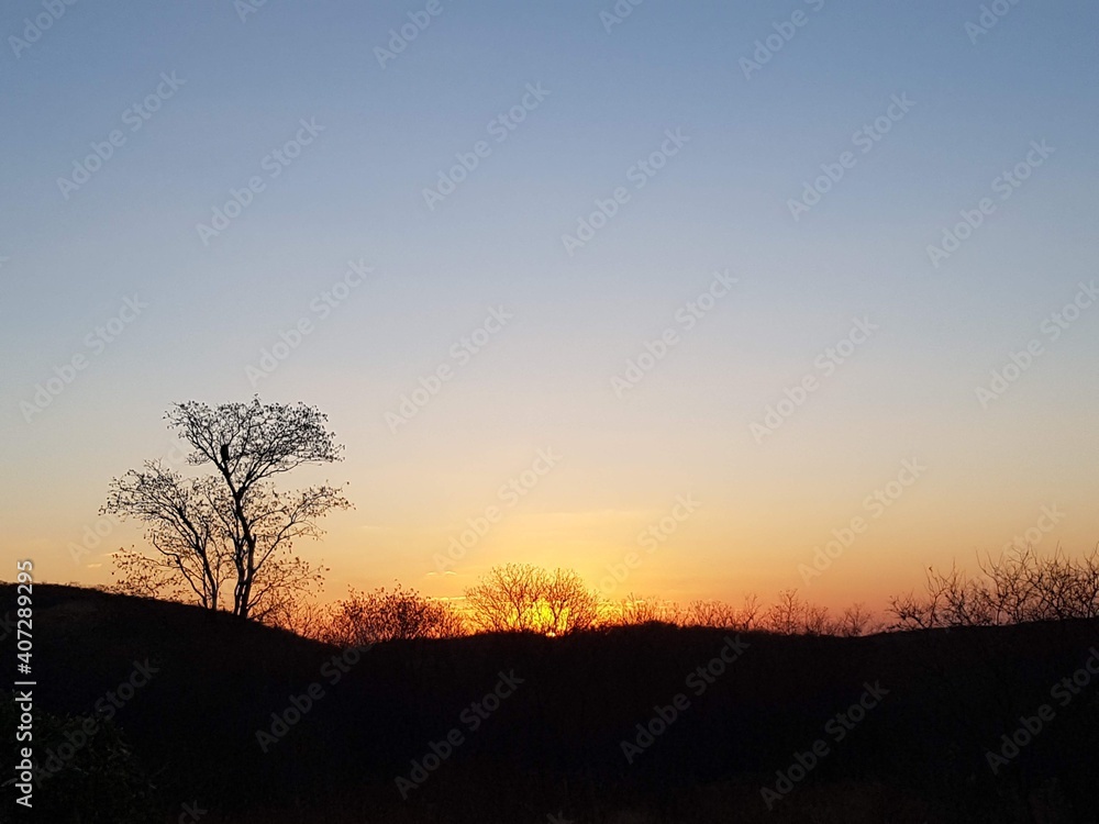 sunset in the forest