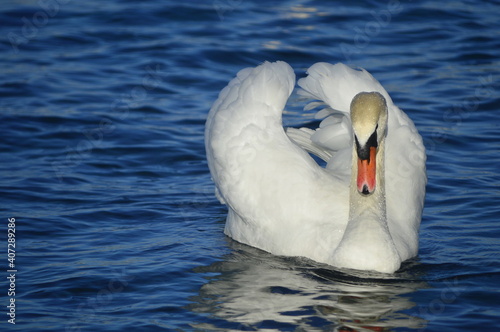 beautiful swan swimming  with open wings 