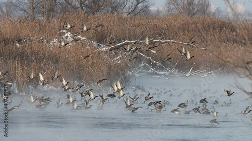 mallards in a huge flock take off from the river
