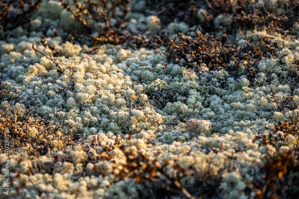 Moss and lichen in macro photography Moss and lichen in macro photography