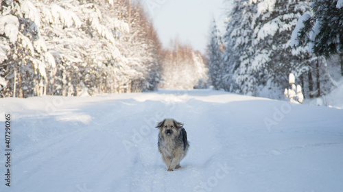 A lone mongrel dog runs along a snow-covered, empty road. The concept of loneliness