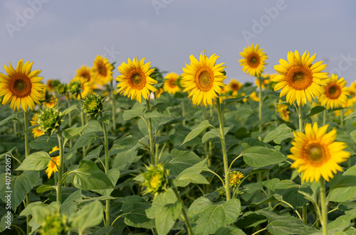 Fototapeta Naklejka Na Ścianę i Meble -  Dadegal, Karnataka, India - November 6, 2013: Closeup of blooming sunflower row in front of faded others mixes yellow and green under light blue cloudscape. 