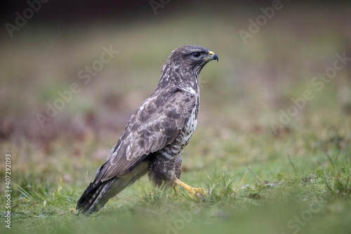 Buse variable Buteo buteo en ambiance hivernale © denis