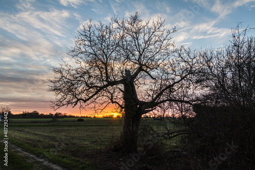 silhouette of a tree at sunset