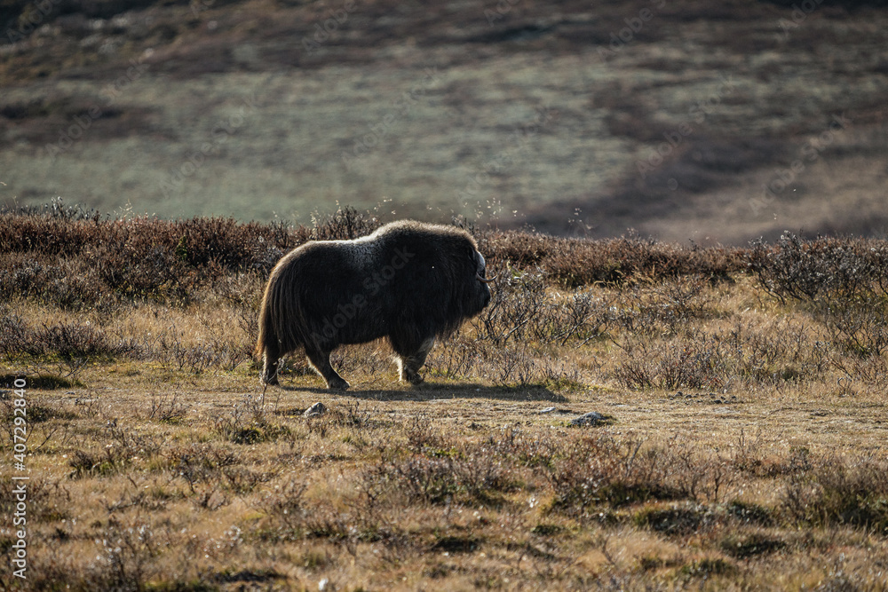musk ox in norway in dovrefjell relaxing in autumn musk ox in norway in dovrefjell relaxing in autumn