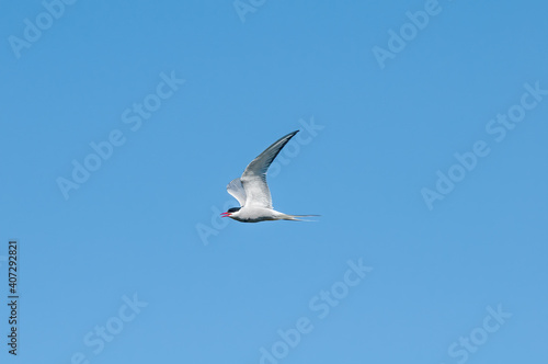Arctic Tern (Sterna paradisaea) in Barents Sea coastal area, Russia