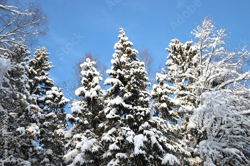 Snow-covered firs and pines against the blue winter sky. Winter plant background