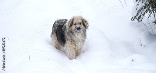A cute mongrel dog with snowflakes on its face stands against a background of white snow. The concept of loneliness