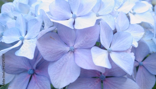Hydrangea 