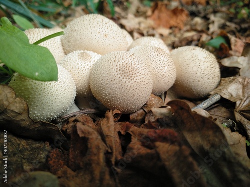 Lycoperdon