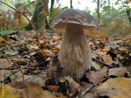 Boletus