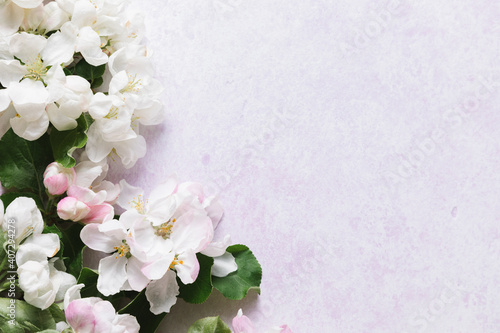 Flat lay of white apple blossom flowers over light lilac background. Top view  copy space.