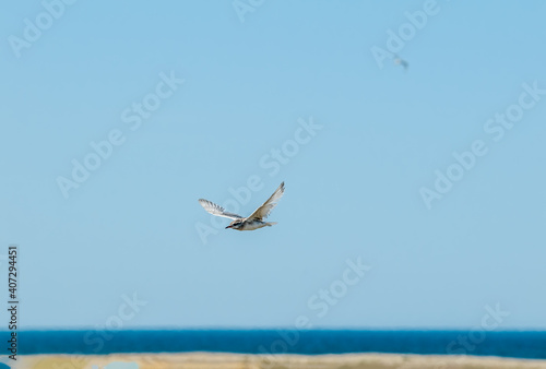 Arctic Terns  Sterna paradisaea  fledgeling in Barents Sea coastal area  Russia