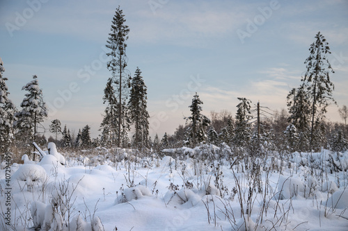 Winter landscape with tall Christmas trees and snowdrifts. Winter background