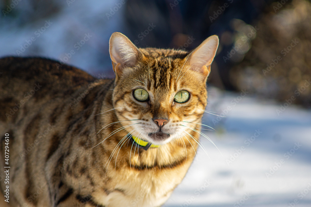 Bengal cat in snowy weather