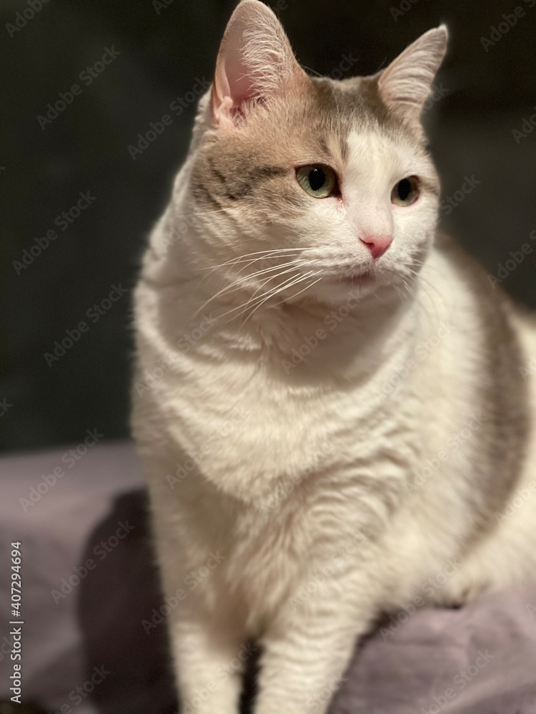 portrait d’un chat blanc et gris 