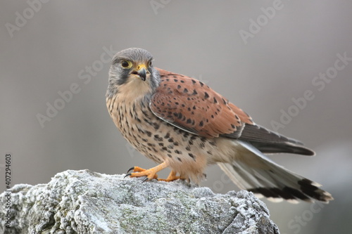 Winter Kestrel photo