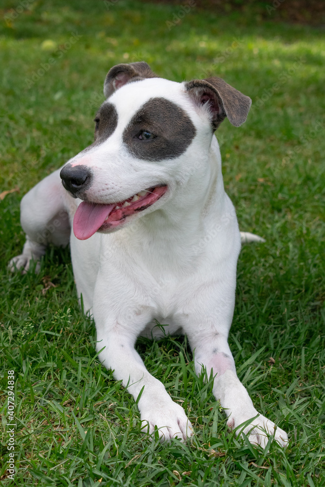 White pitbull mix dog with grey eye patches and beautiful eyes on grassy field White pitbull mix dog with grey eye patches and beautiful eyes on grassy field