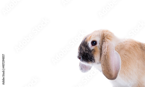 Portrait of a young,cute easter bunny sitting in close up in white isolated background in studio.