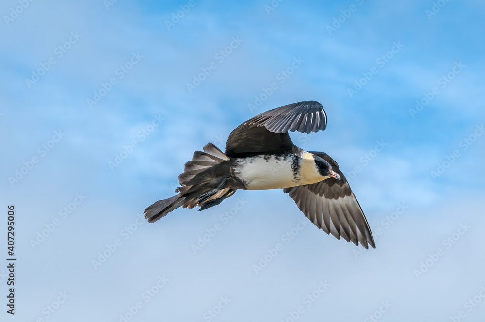 Pomarine Jaeger (Stercorarius pomarinus) in Barents Sea coastal area, Russia