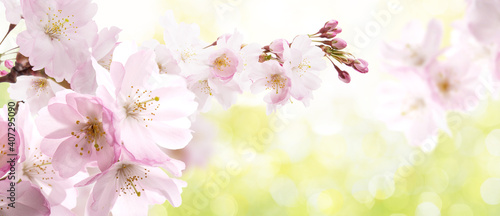 Detail of fresh green nature background in spring landscape with cherry blossom tree and blurred bokeh background. © drubig-photo