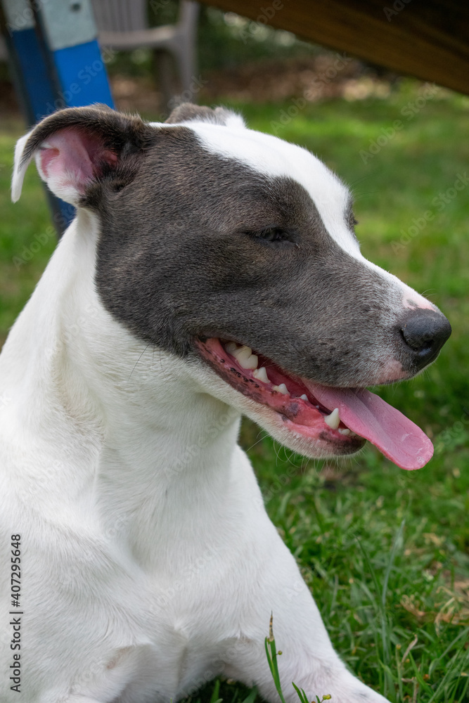 White pitbull mix dog with grey eye patches and beautiful eyes on grassy field