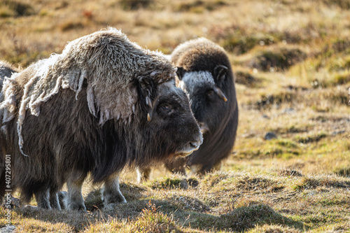 musk ox in norway in dovrefjell relaxing in autumn photo