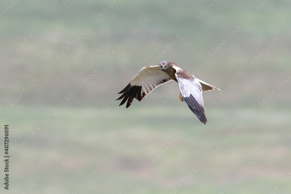 Marsh Harrier Close up, Circus aeruginosus, Hunting, Birds of prey Marsh Harrier Close up, Circus aeruginosus, Hunting, Birds of prey