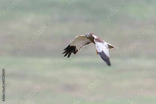 Marsh Harrier Close up, Circus aeruginosus, Hunting, Birds of prey © AlexandruPh