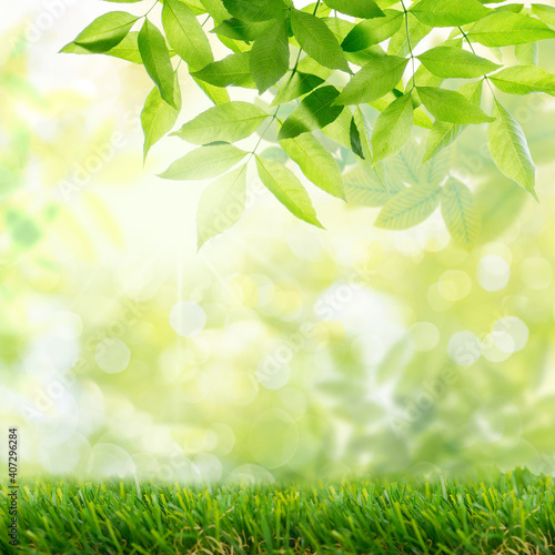Background of fresh,green isolated leaves on tree in spring against blurred background with bokeh and fresh grass in nature and landscape.