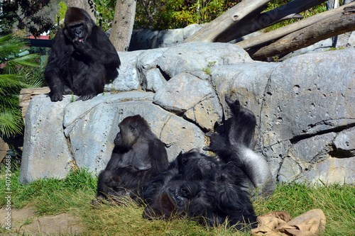 Wall Mural Gorilla is ground-dwelling, predominantly herbivorous apes that inhabit the forests of central Africa