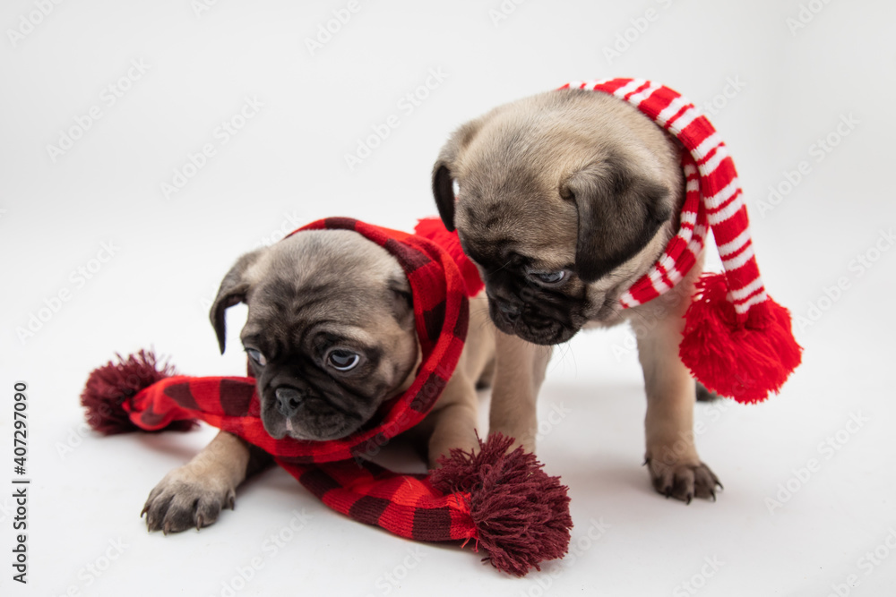 Twp cute pug puppies wearing red and white and black scarves on a white background