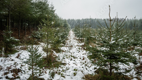 snow covered pine tree