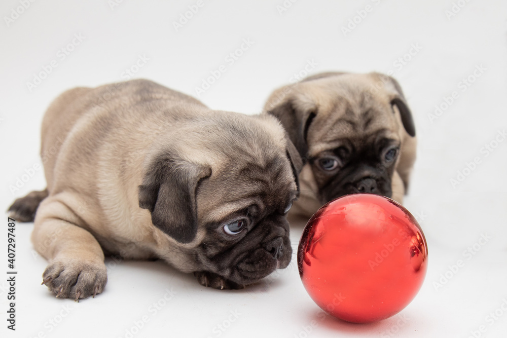 Twp cute pug puppies looking at a red ball on a white background